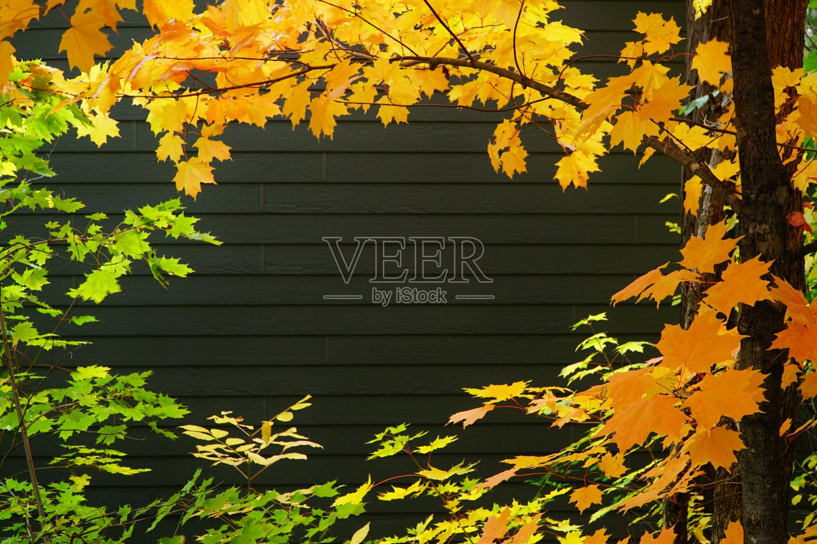 秋天树叶背景照片摄影图片