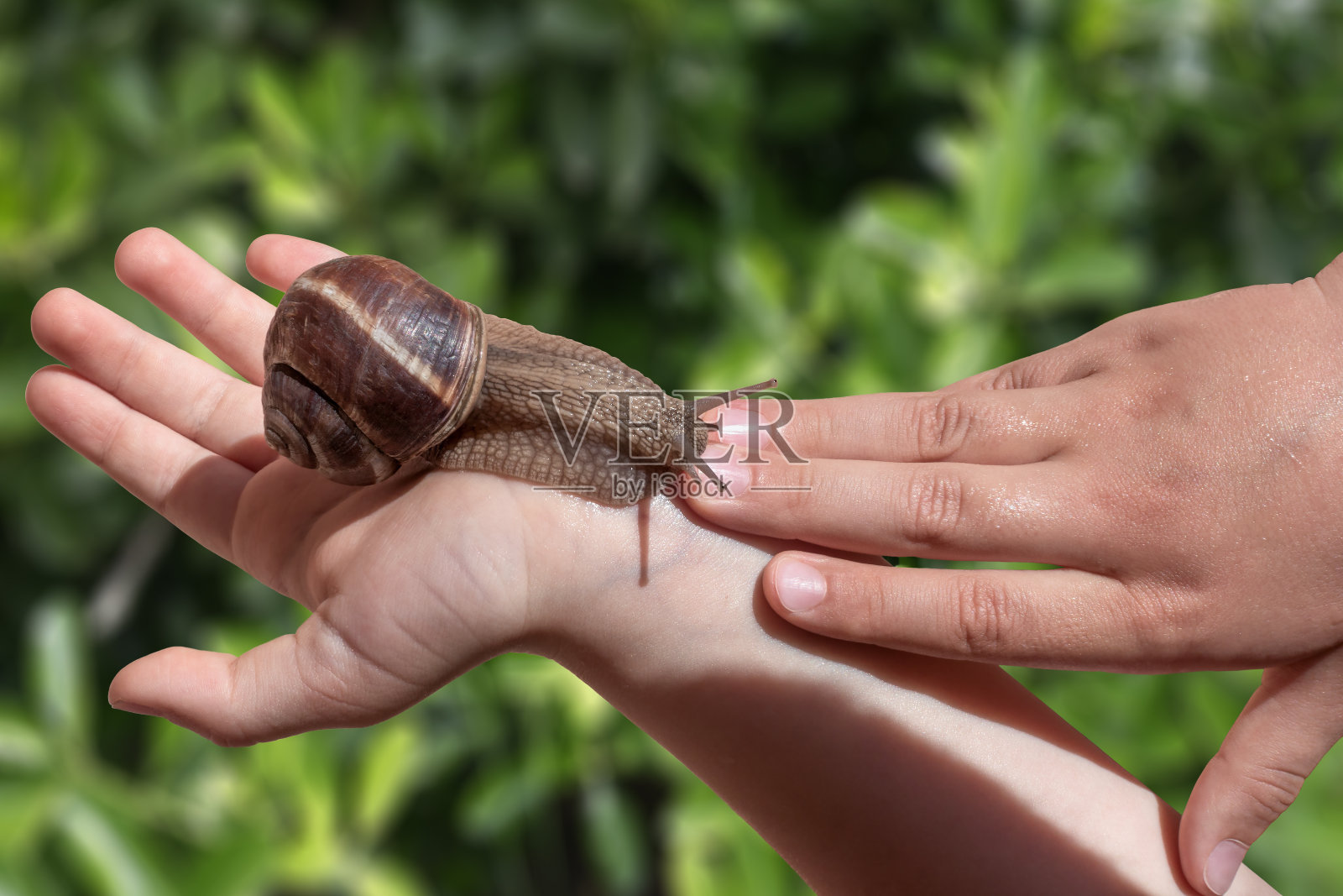 葡萄蜗牛在人的手上和模糊的绿色草地的背景照片摄影图片