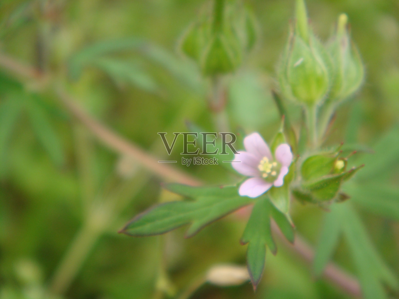 花照片摄影图片