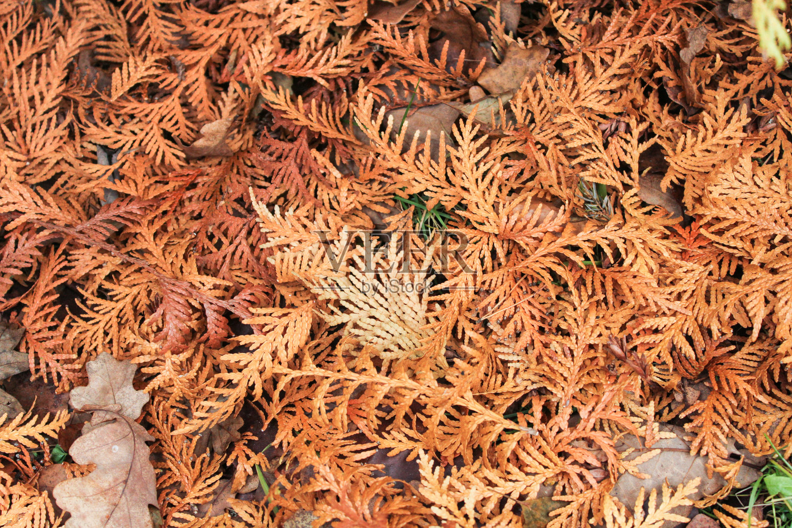 柳树的落叶。照片摄影图片