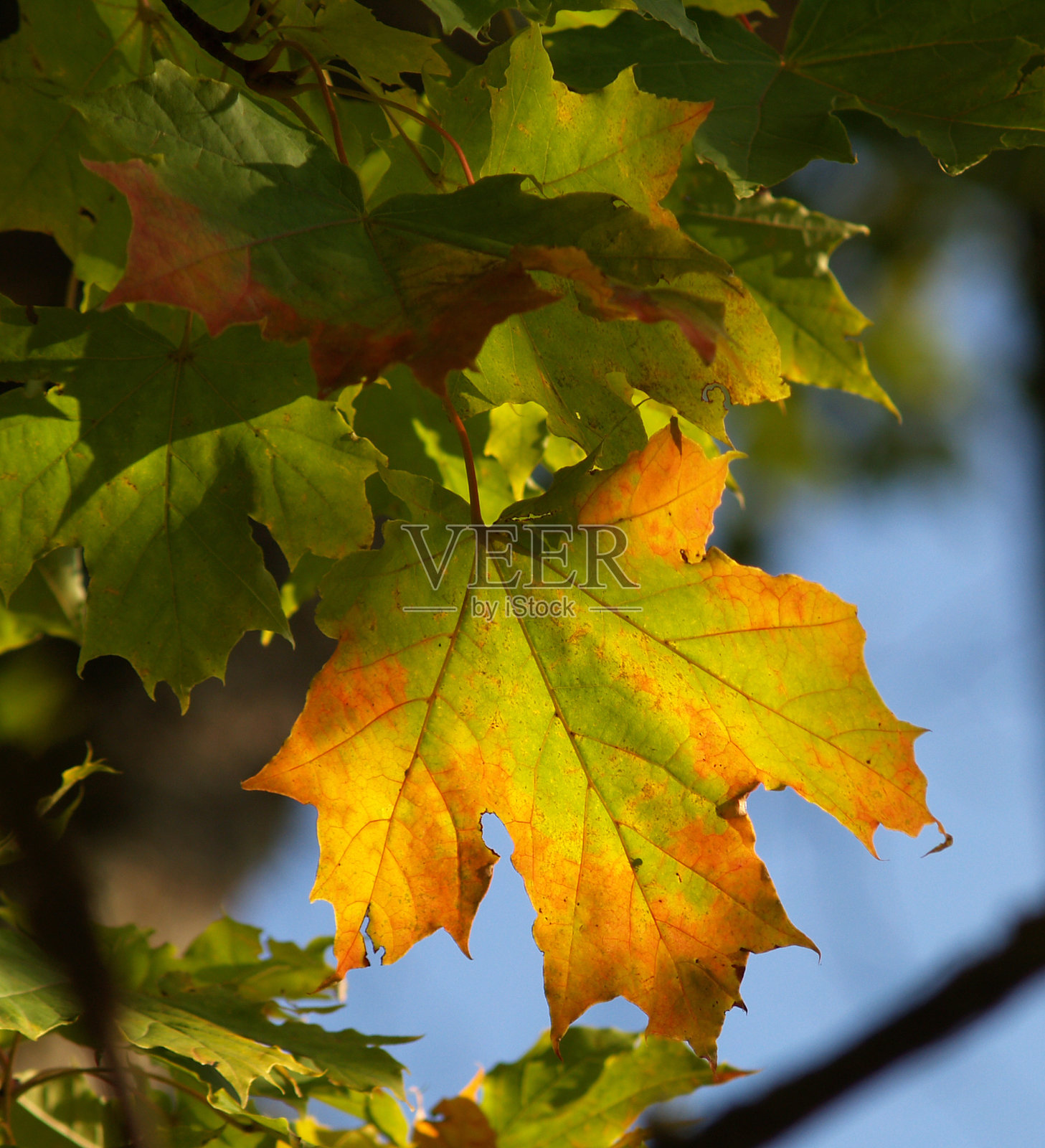 秋天的落叶照片摄影图片