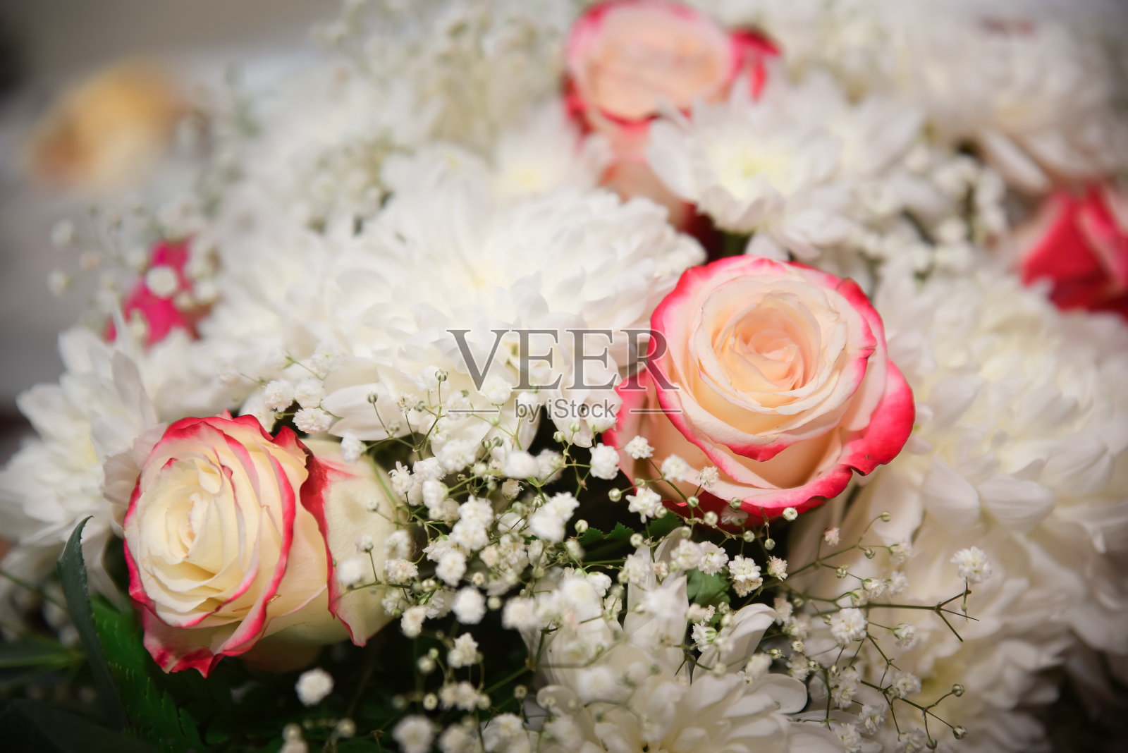 粉色和白色玫瑰背景，景深浅。照片摄影图片