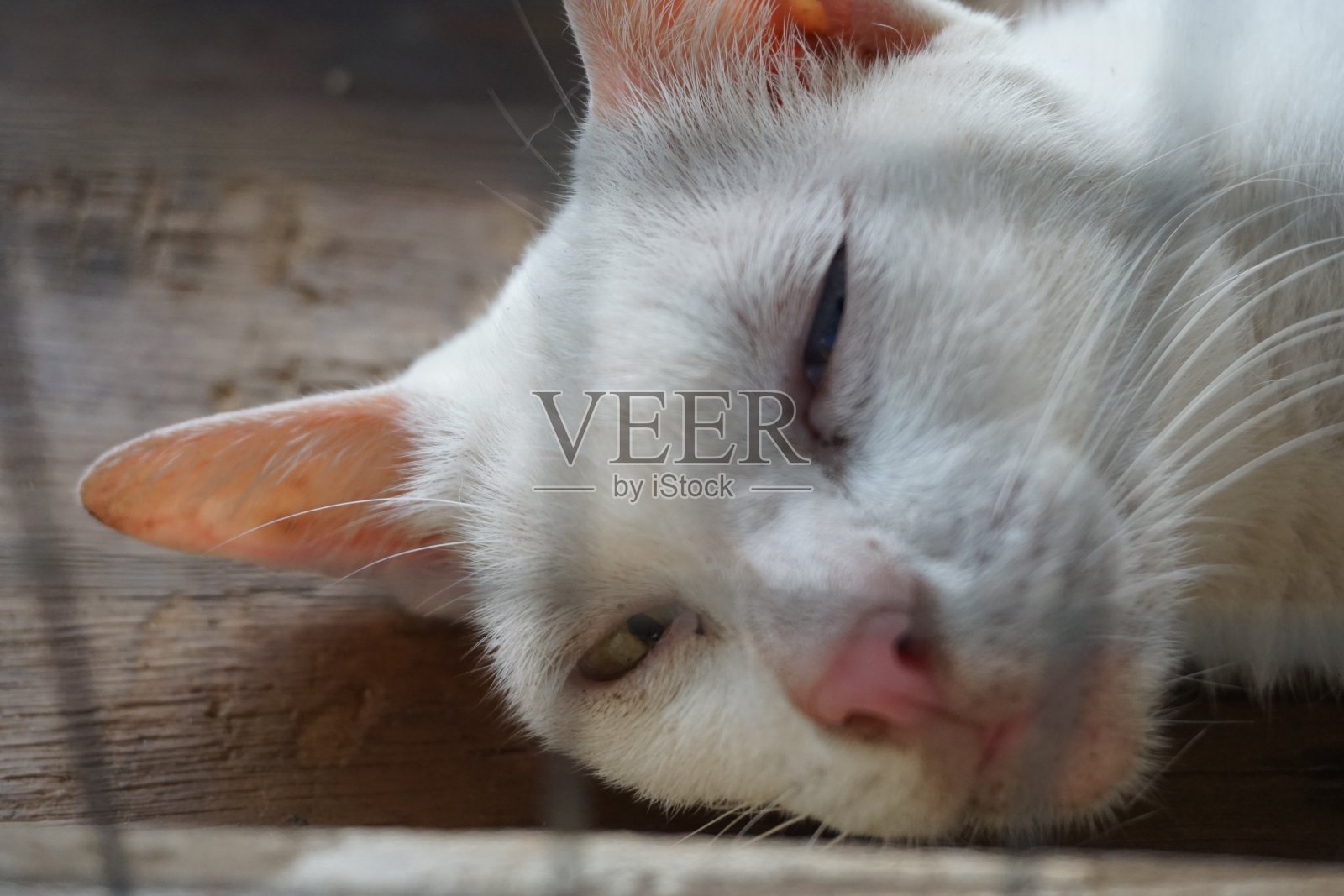 笼子里的白猫脸照片摄影图片