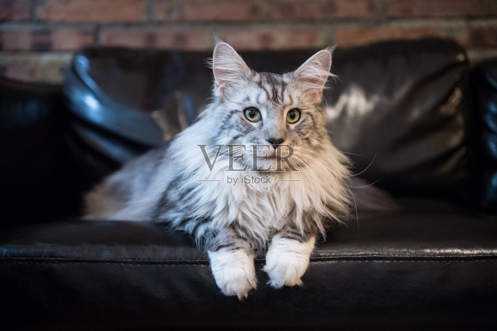 缅因猫，被关在屋里照片摄影图片