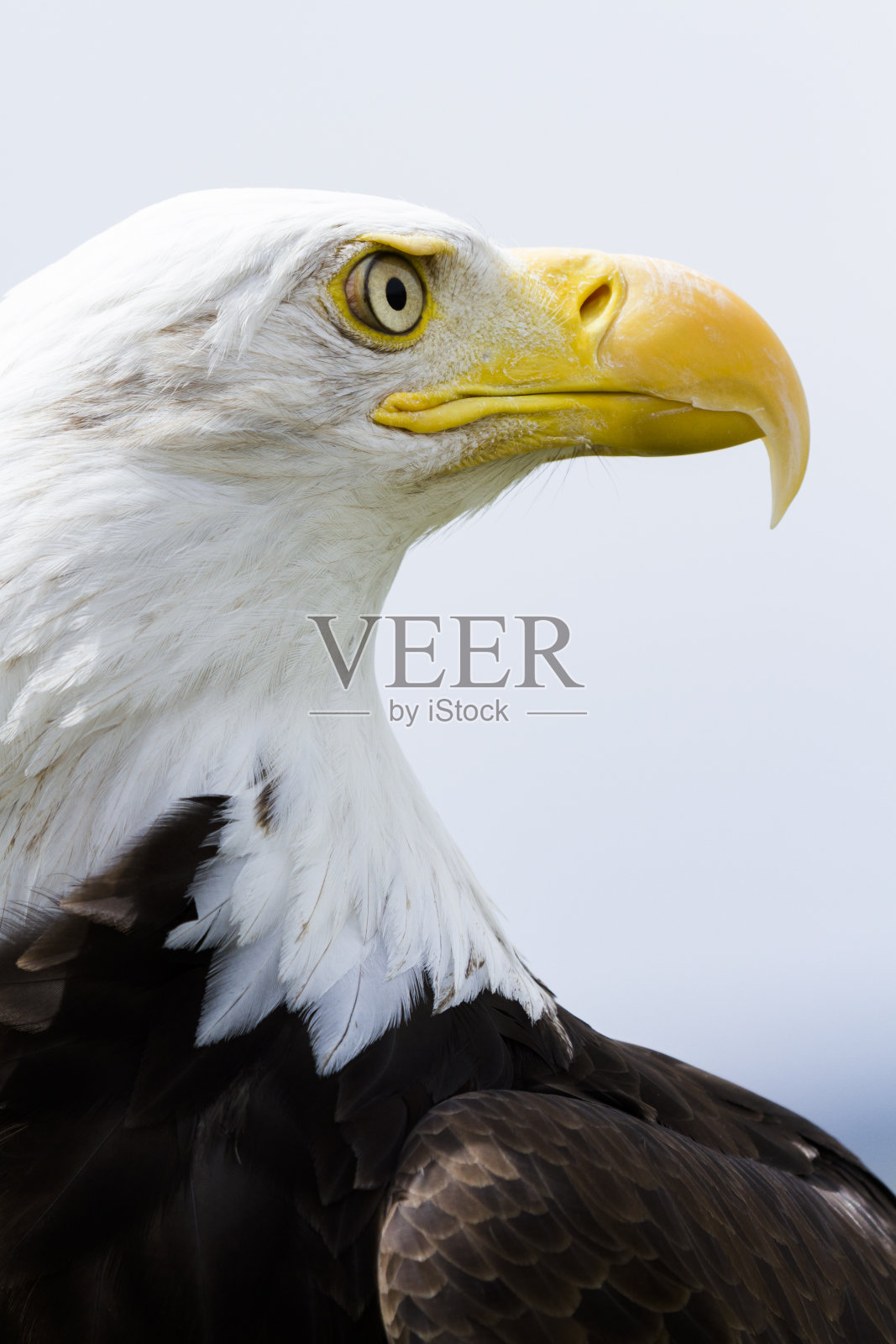 白头海雕照片摄影图片