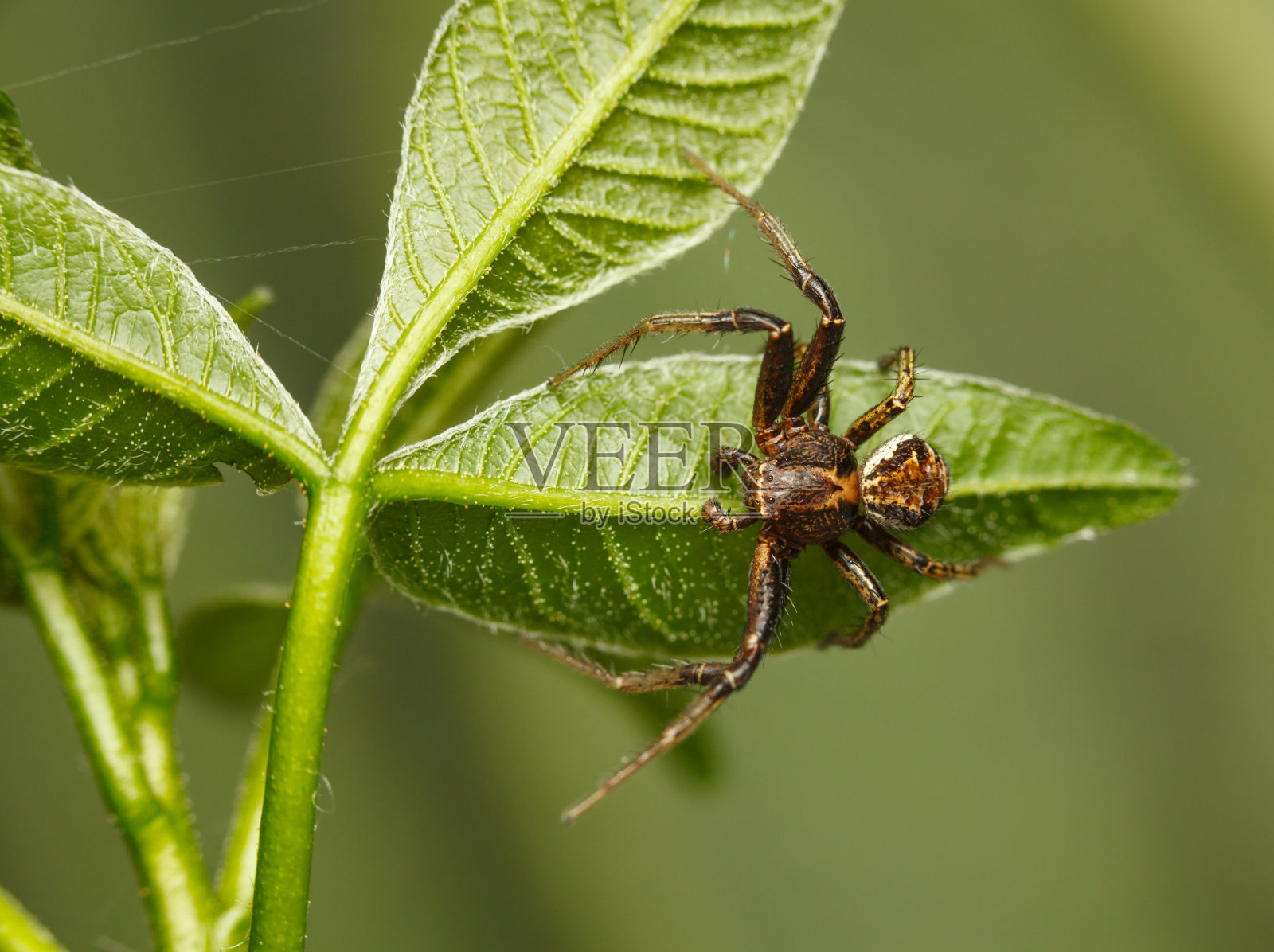 蜘蛛在叶子照片摄影图片
