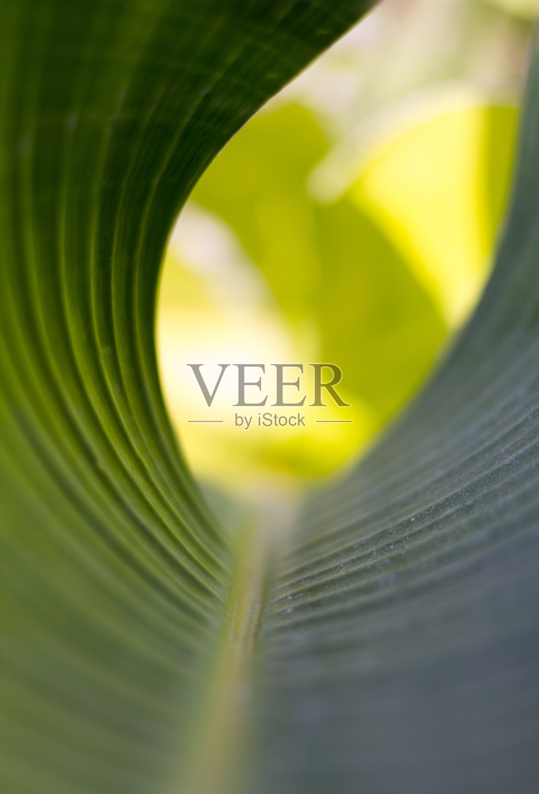 香蕉叶子照片摄影图片