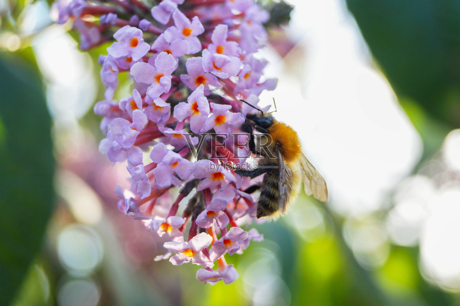 花照片摄影图片