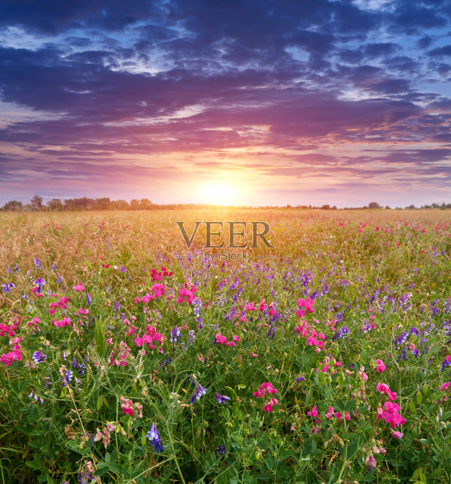 日落在草地上照片摄影图片