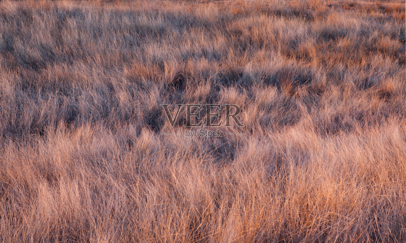 傍晚(早晨)草地上的草照片摄影图片