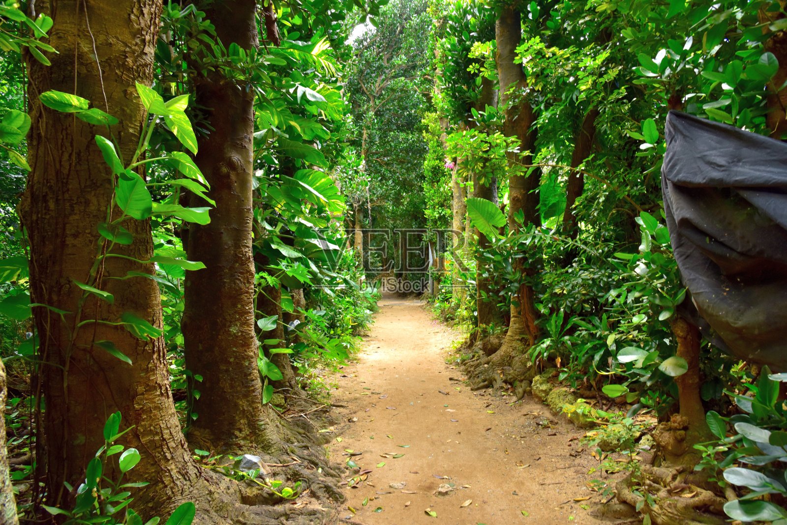 日本冲绳的Bise fuugi树照片摄影图片