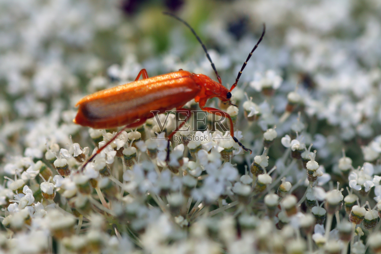 拉戈尼查·富尔瓦照片摄影图片