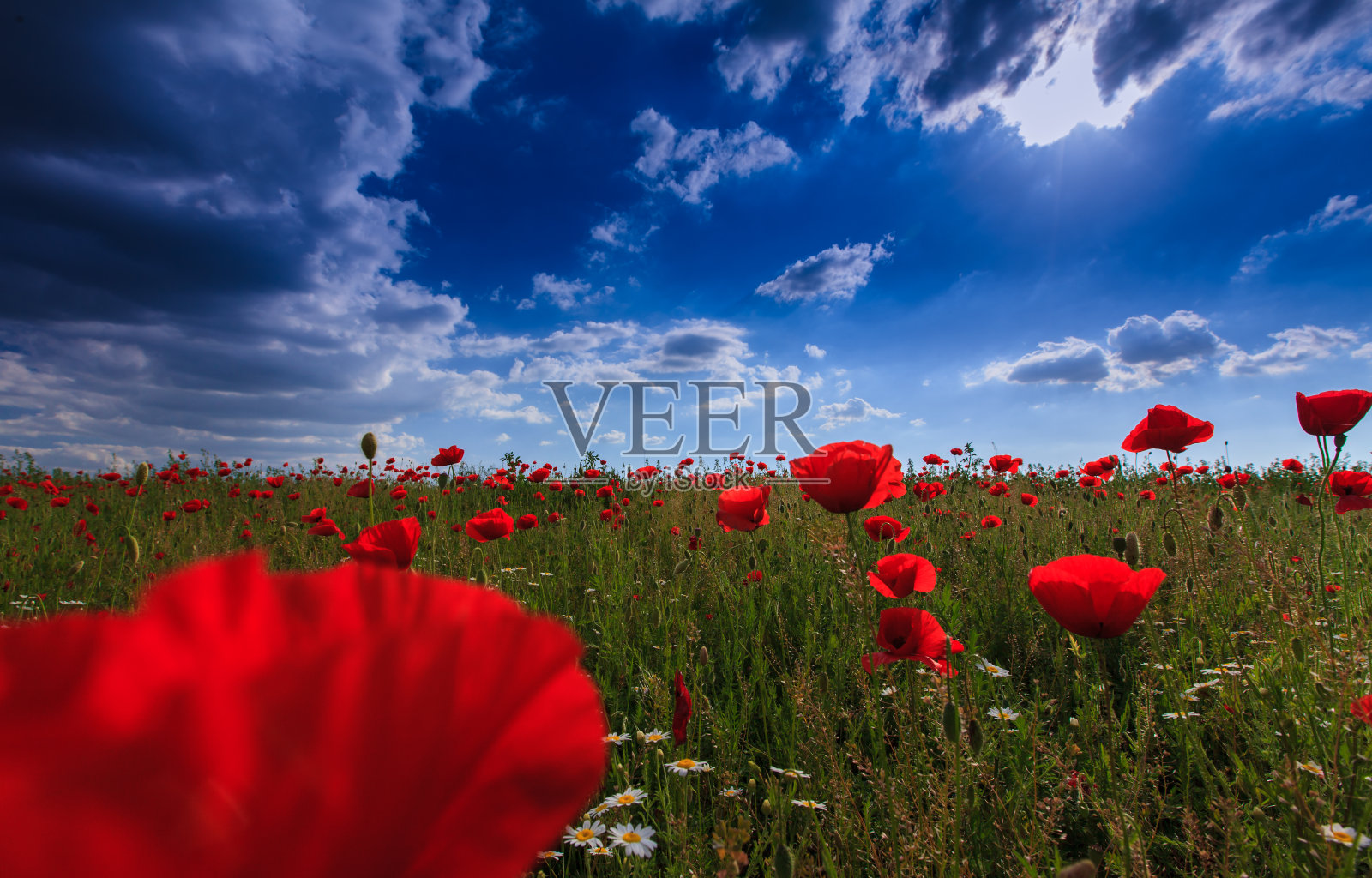 红色的罂粟花在温暖的夜晚照片摄影图片