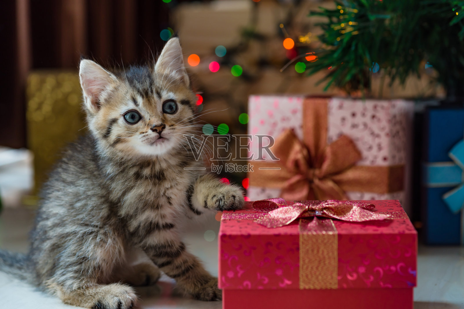 可爱的小猫在圣诞节。照片摄影图片