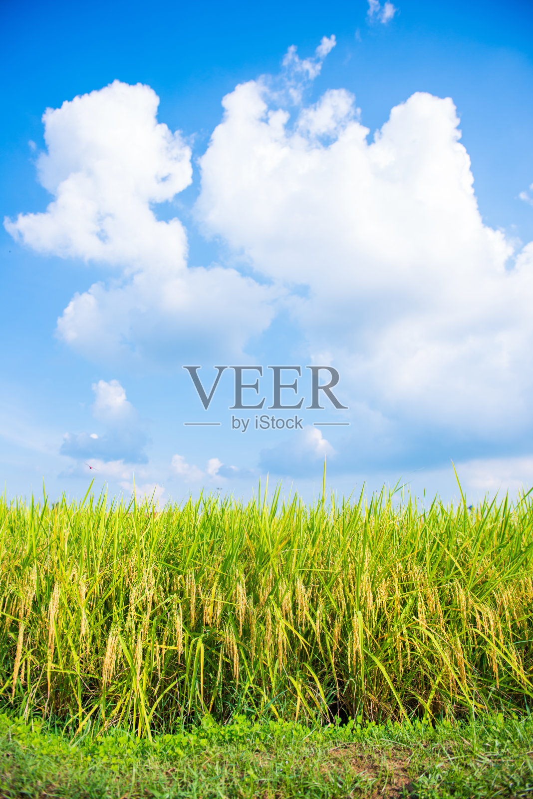 农村的稻田照片摄影图片