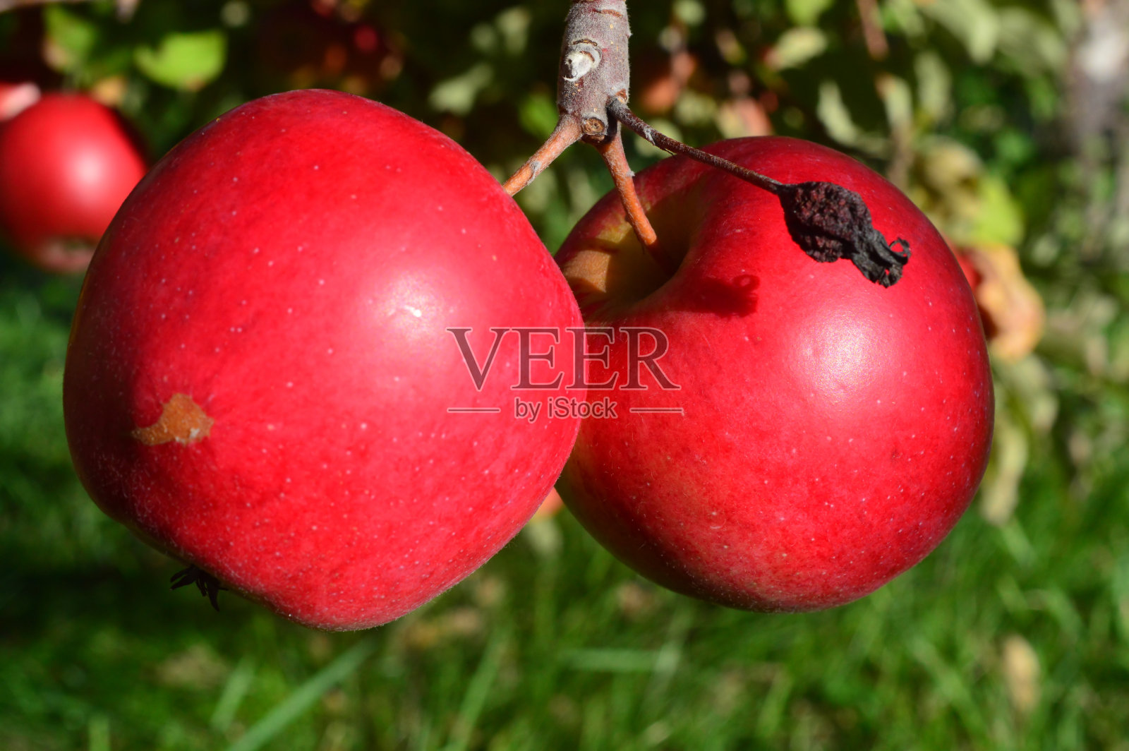 新鲜红苹果NH照片摄影图片