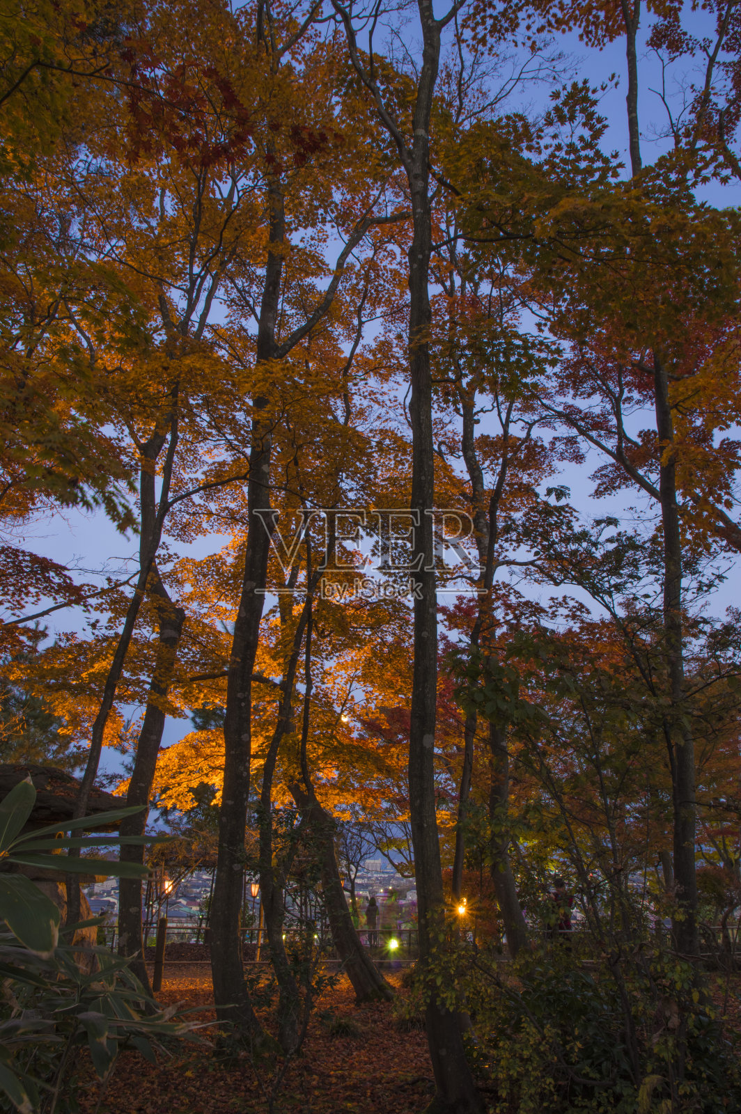 日本的红叶公园照片摄影图片