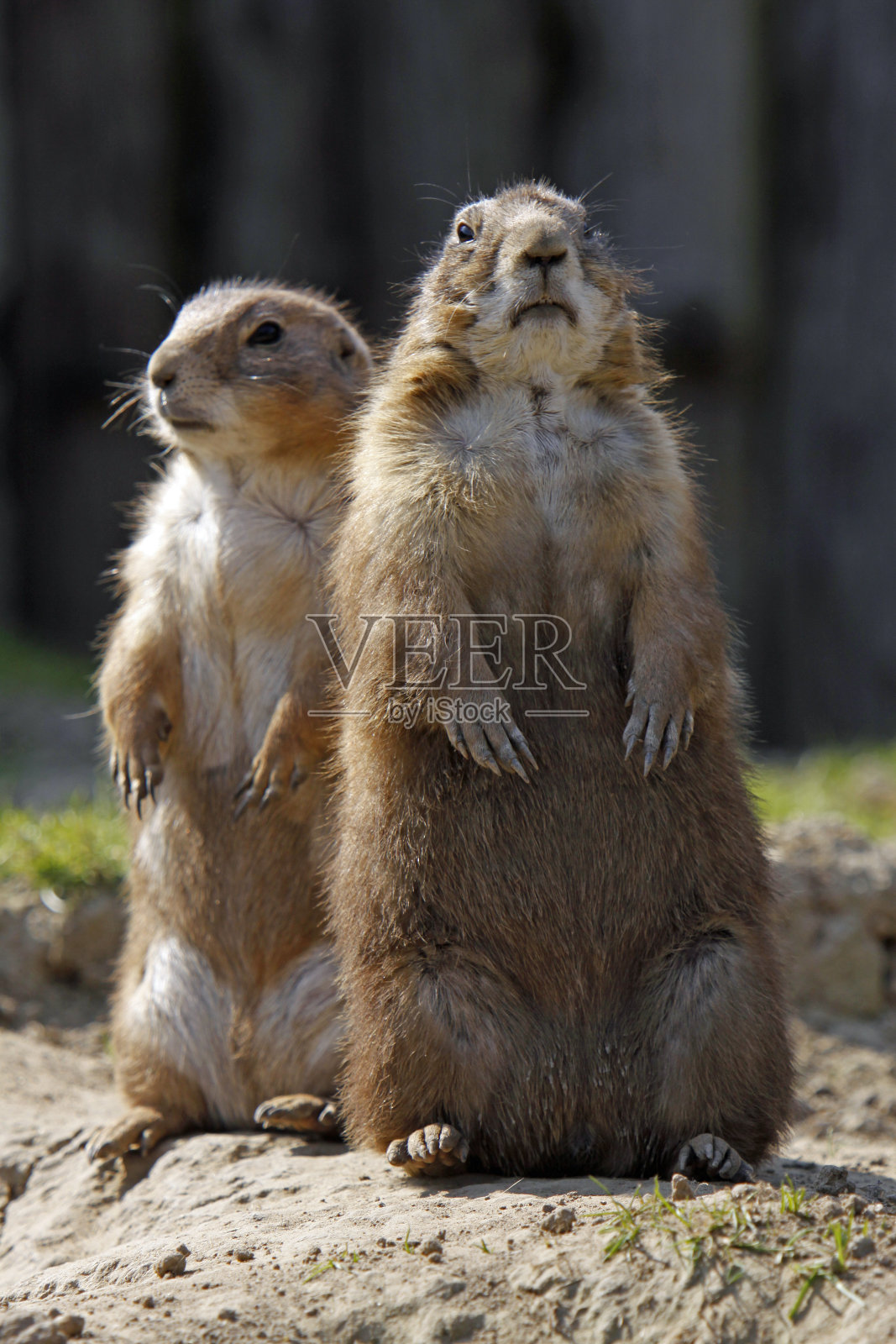 两个草原犬鼠照片摄影图片
