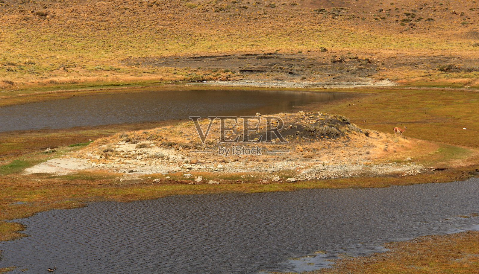 智利巴塔哥尼亚的大羊驼照片摄影图片