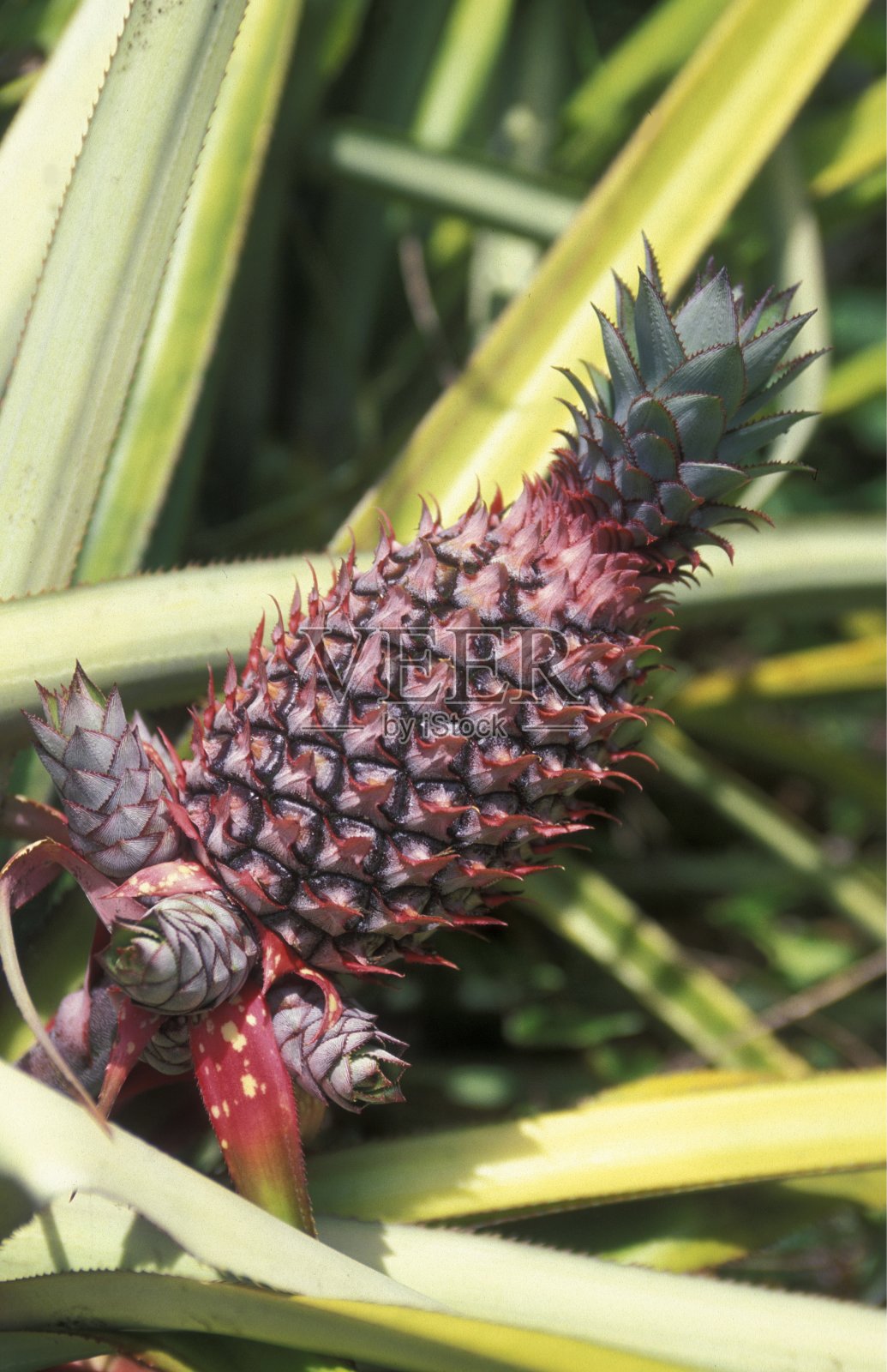 非洲科摩罗昂儒昂照片摄影图片