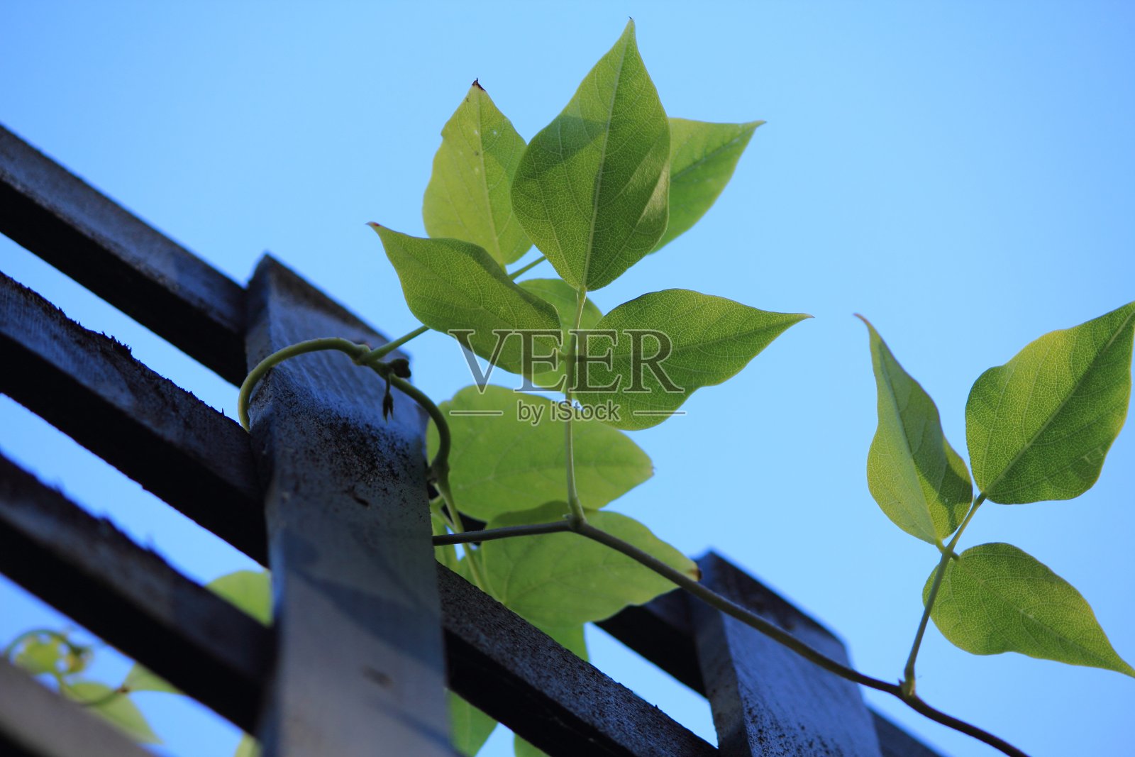 植物和栅栏照片摄影图片