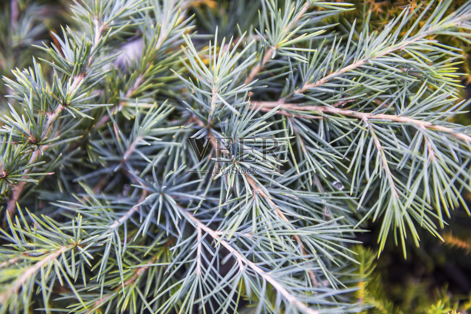 松树的树枝和针叶特写细节照片摄影图片
