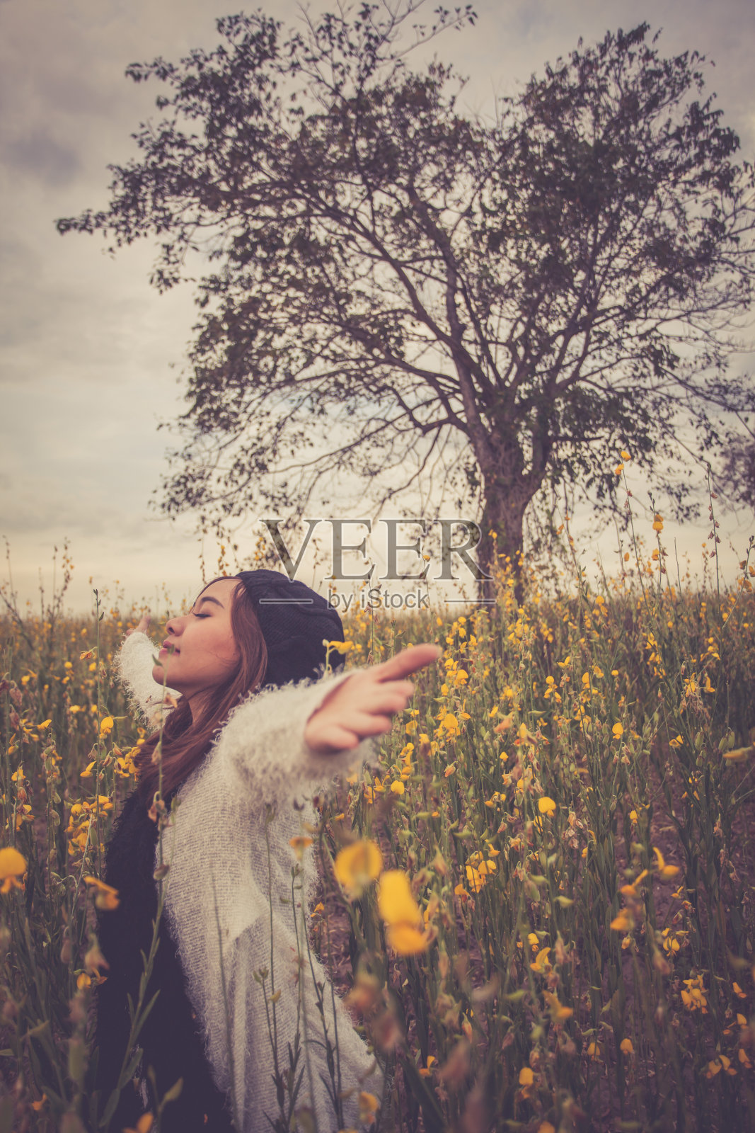 美丽的亚洲女人在田野里的crotalaria，泰国照片摄影图片