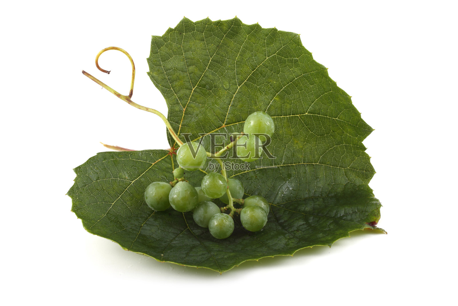 叶子上的白葡萄酒葡萄照片摄影图片