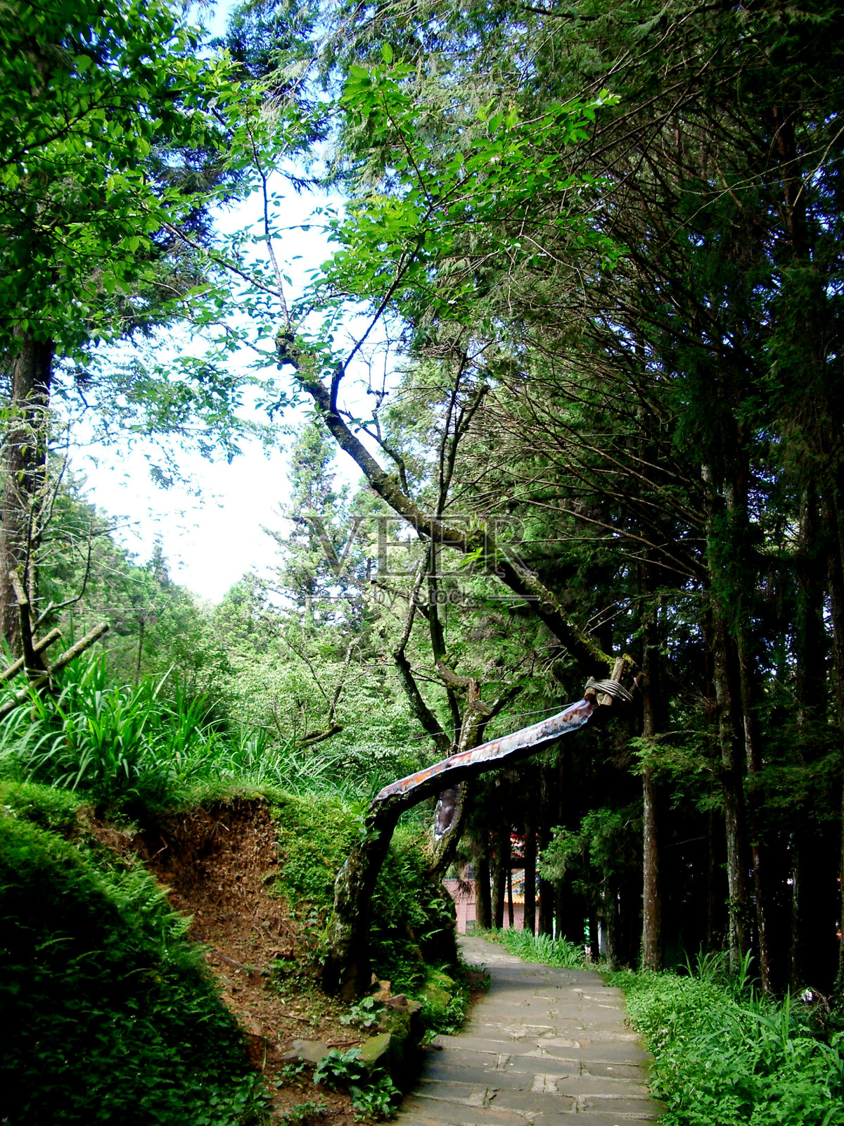 台湾的森林照片摄影图片