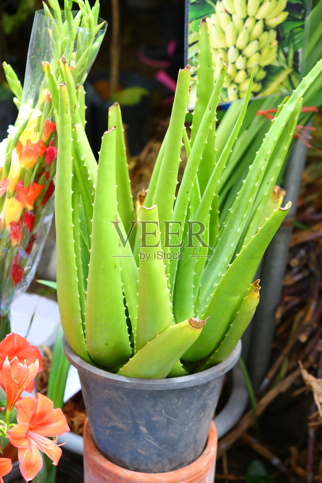 盆栽芦荟植物照片摄影图片