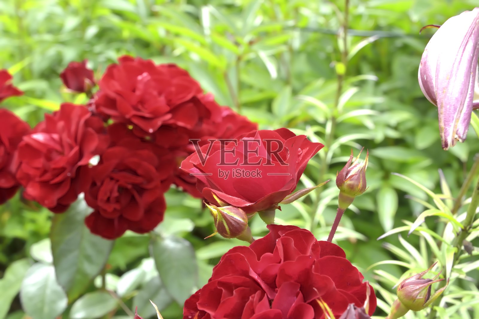 红玫瑰玫瑰。照片摄影图片