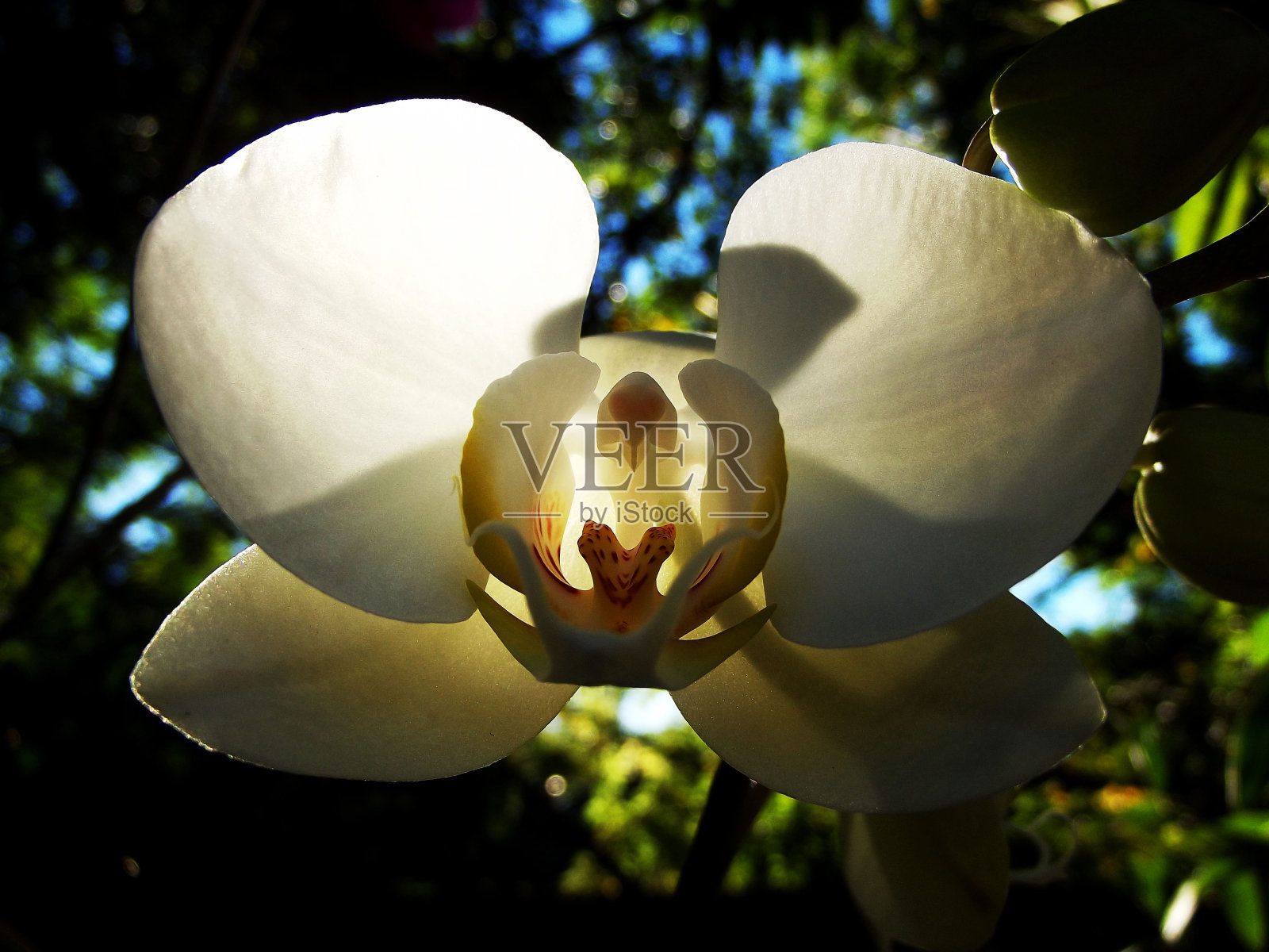 兰花照片摄影图片