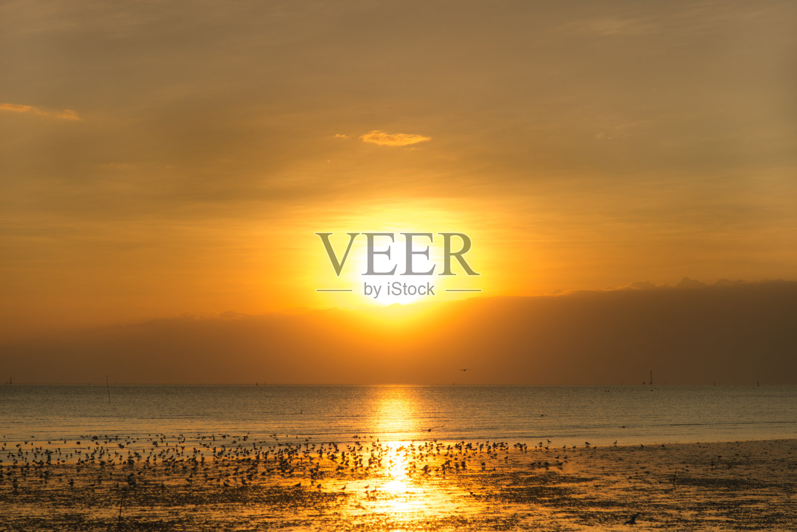 日落时分海鸥飞翔的宁静景象照片摄影图片