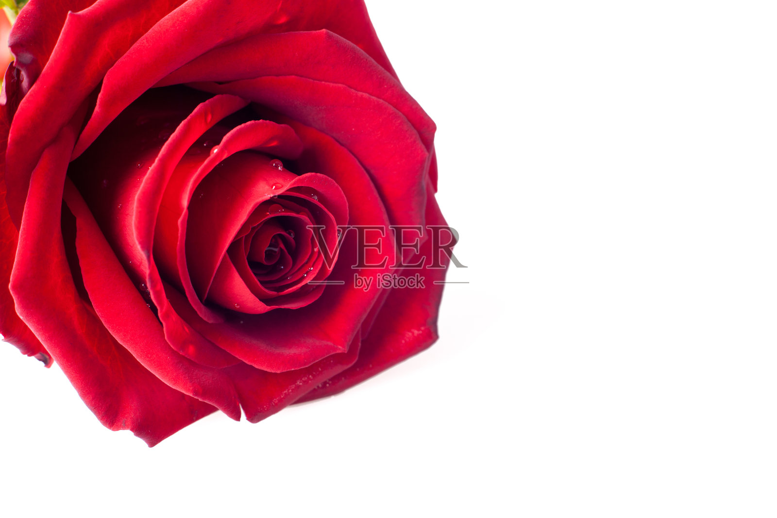 白色背景上的红玫瑰和花瓣。照片摄影图片