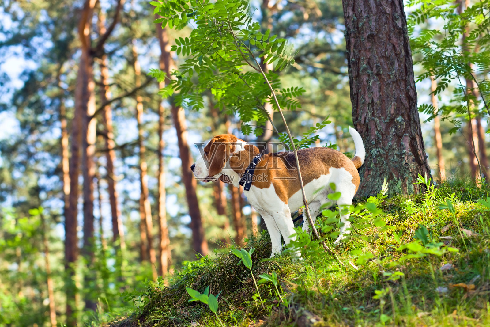 小猎犬在森林照片摄影图片