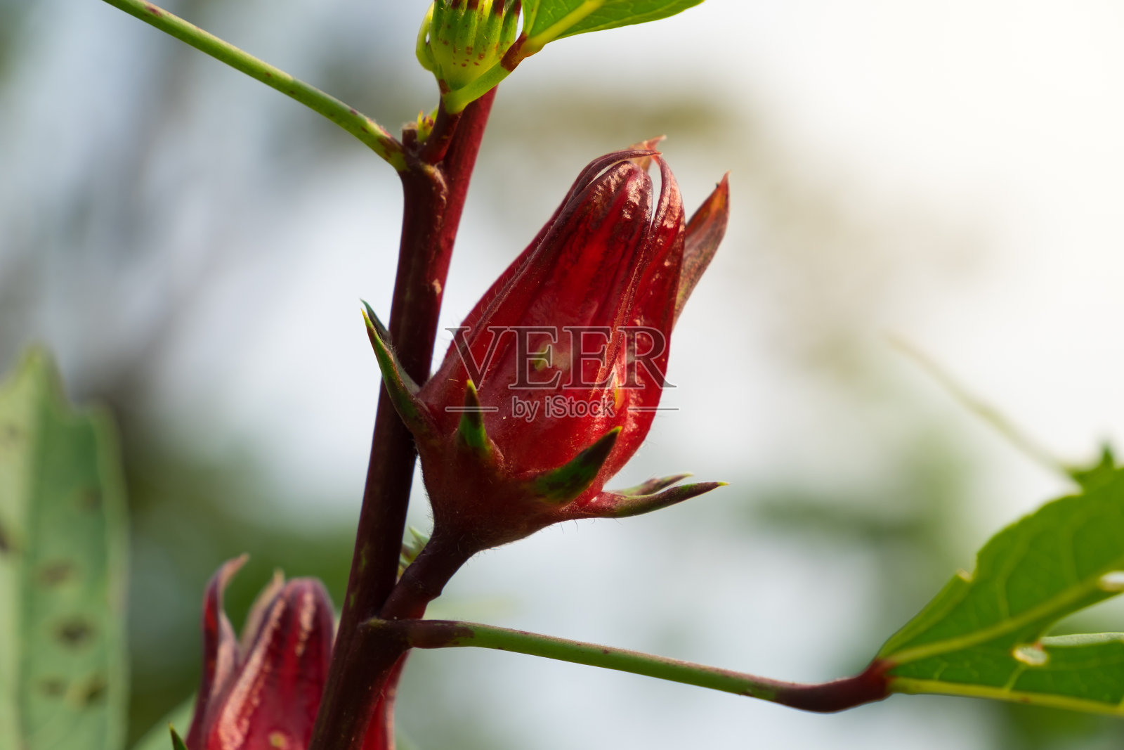 洛神葵在自然界中照片摄影图片