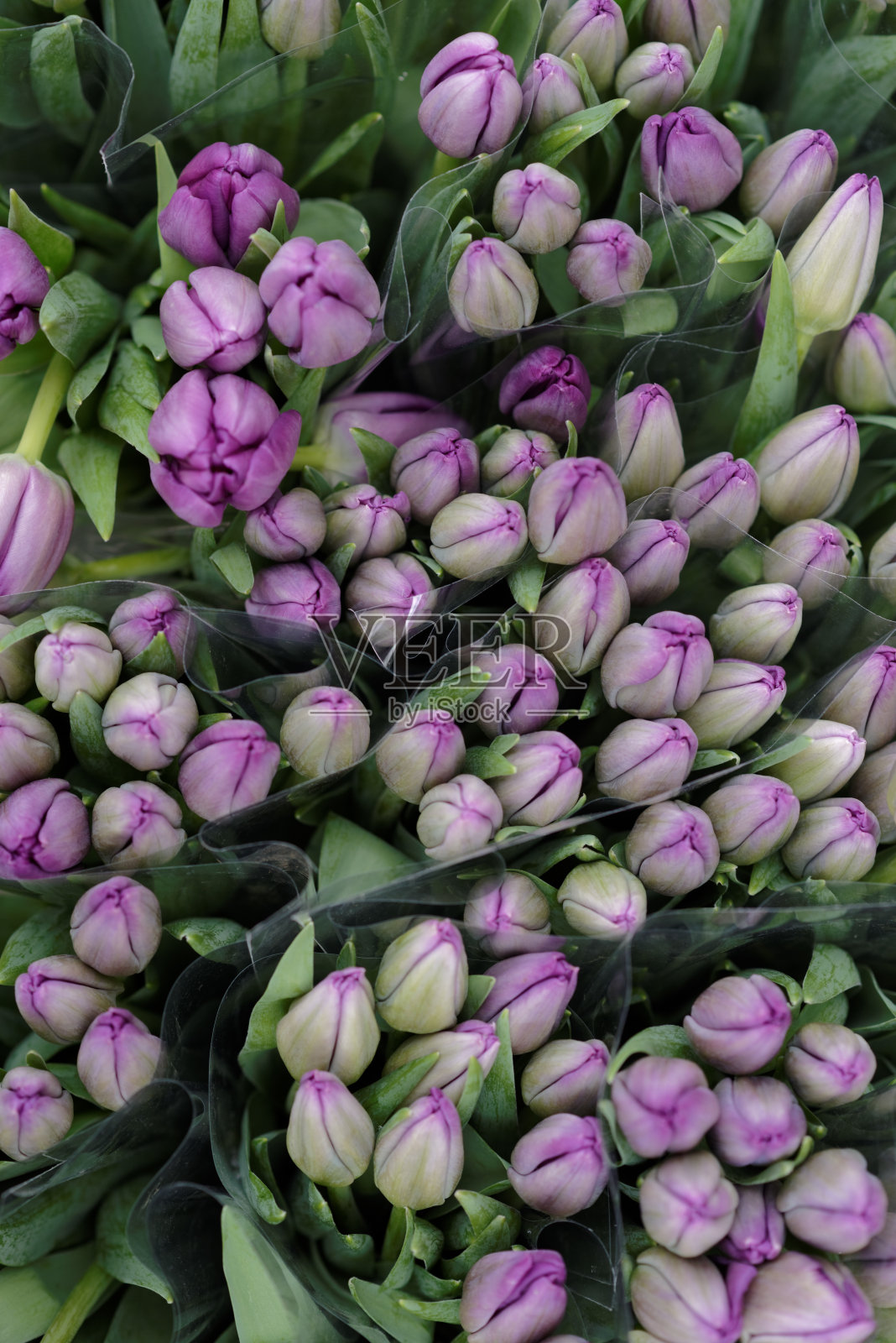 郁金香的背景照片摄影图片