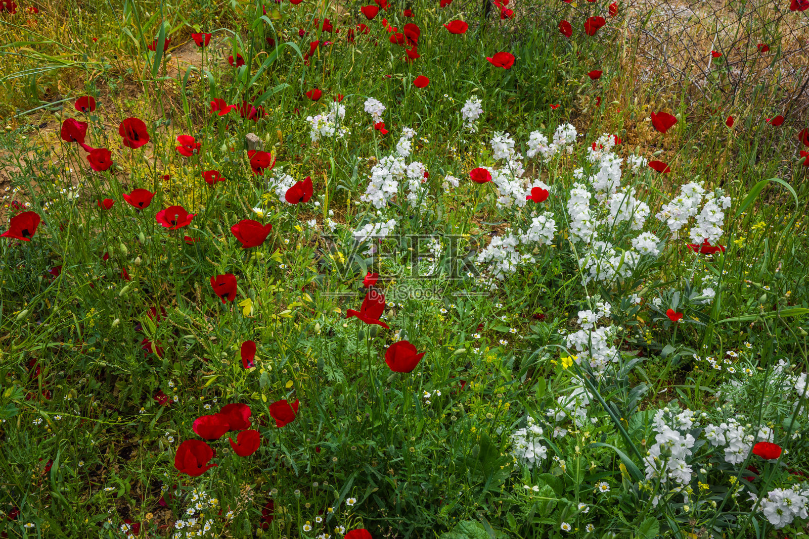 希腊Schinias的田野里，春花缤纷照片摄影图片