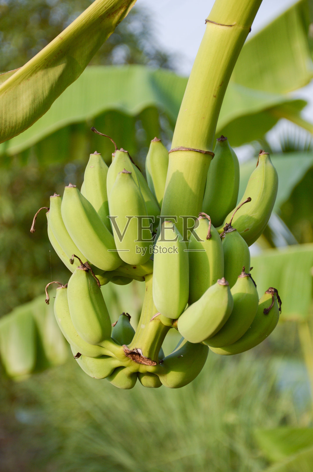 香蕉果实照片摄影图片