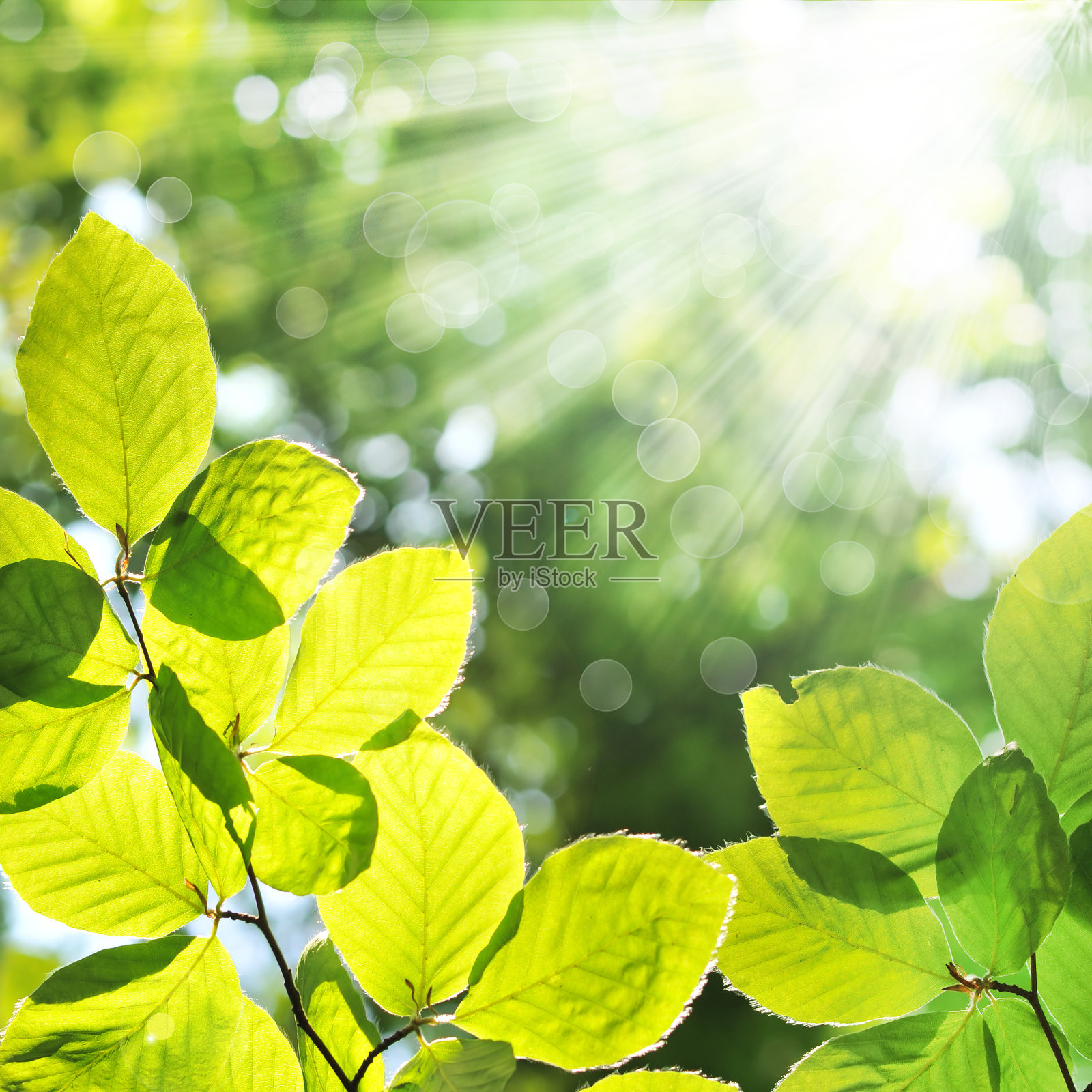 春天的叶子照片摄影图片