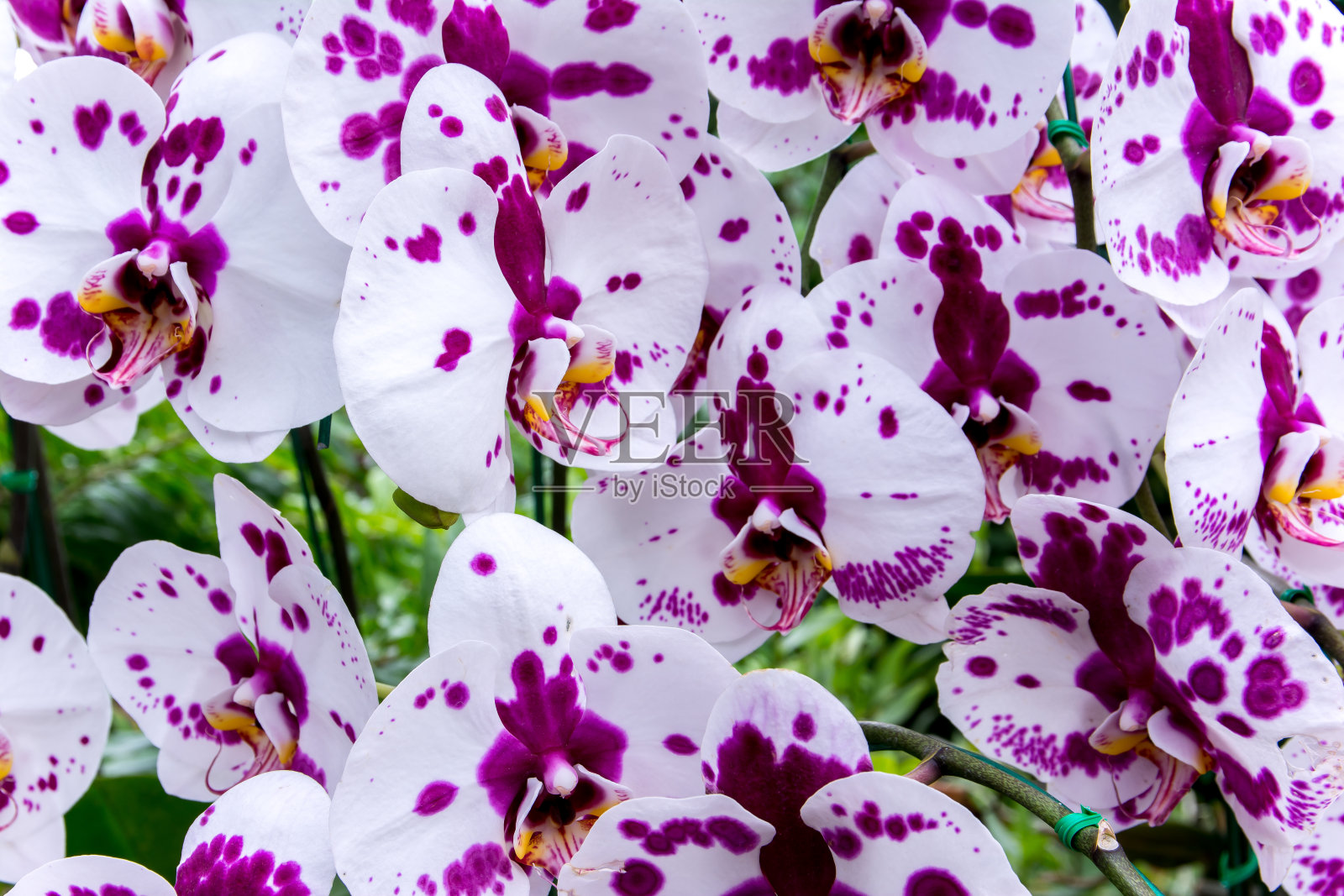 美丽的泰国兰花照片摄影图片