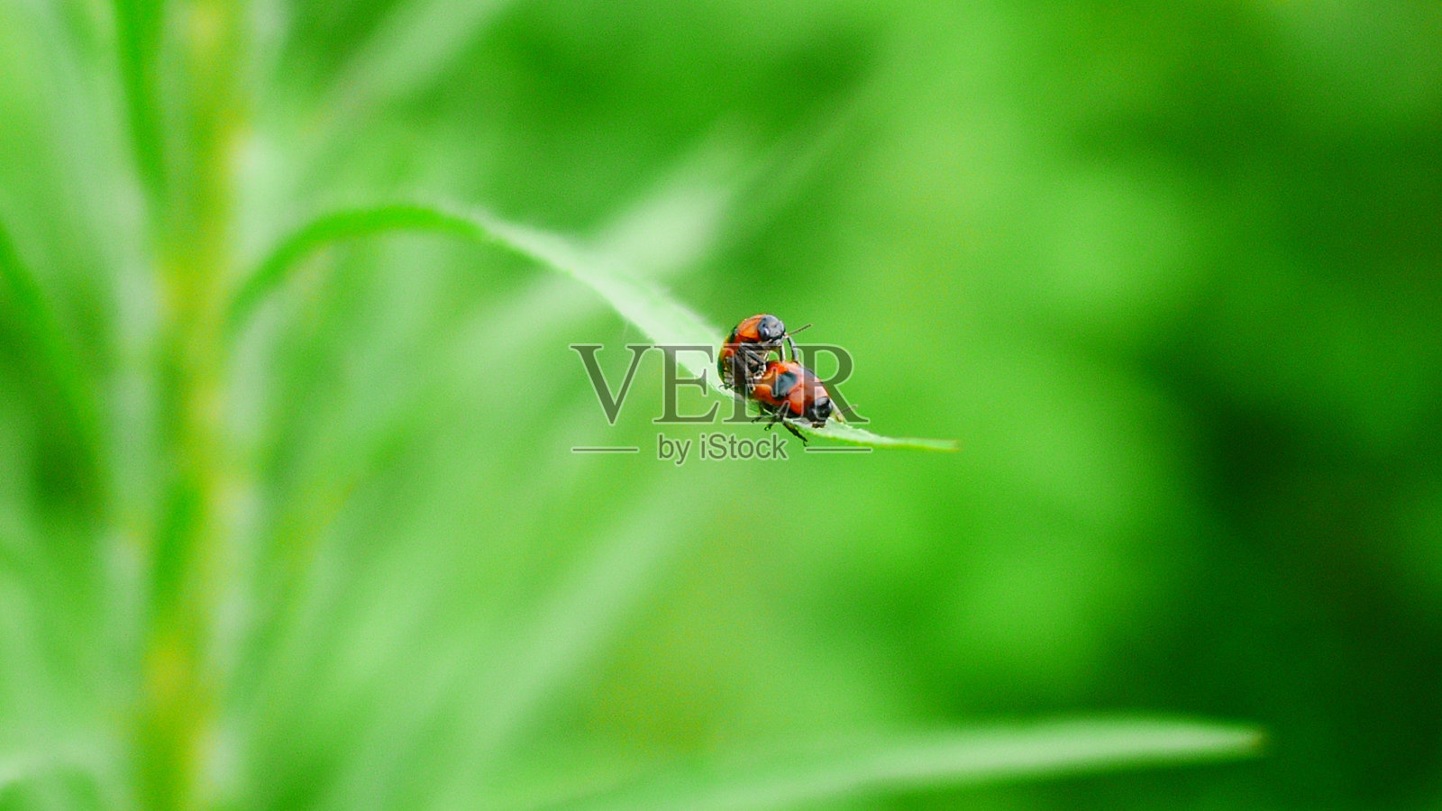 交配甲虫夫妇照片摄影图片
