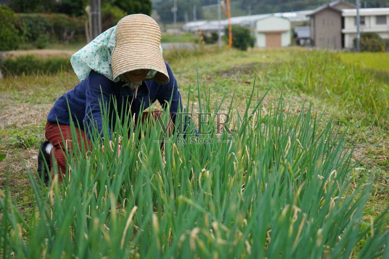 亚洲资深种植蔬菜微笑照片摄影图片