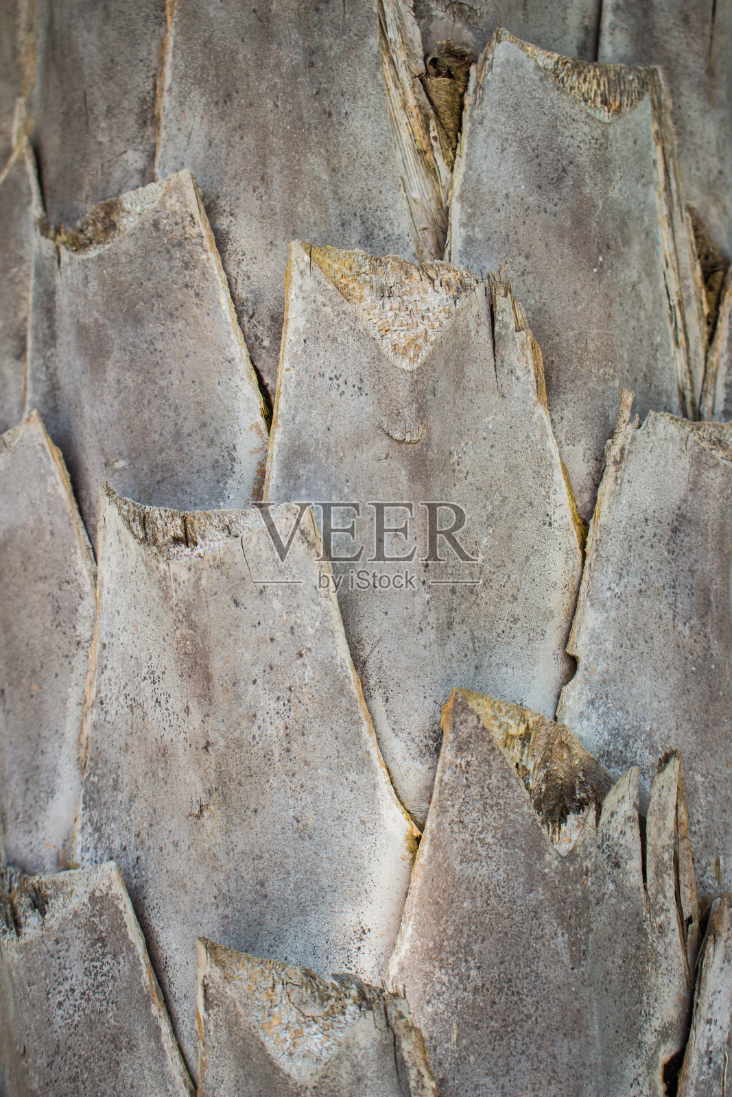 有重叠壳的大树照片摄影图片