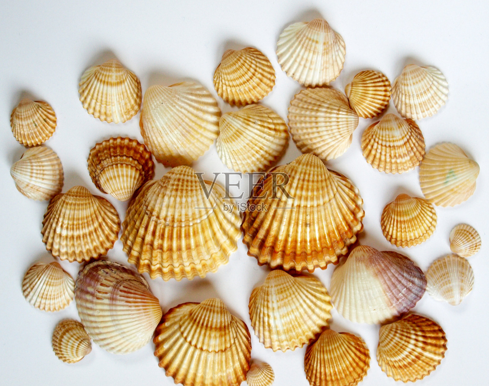 贝壳照片摄影图片