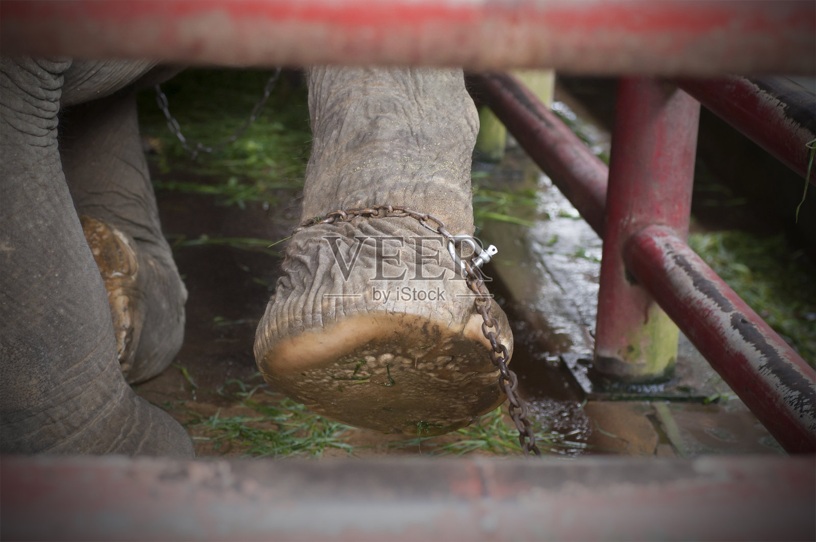 链接的大象照片摄影图片