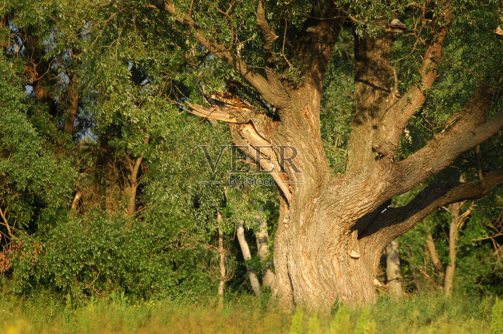 春天照片摄影图片