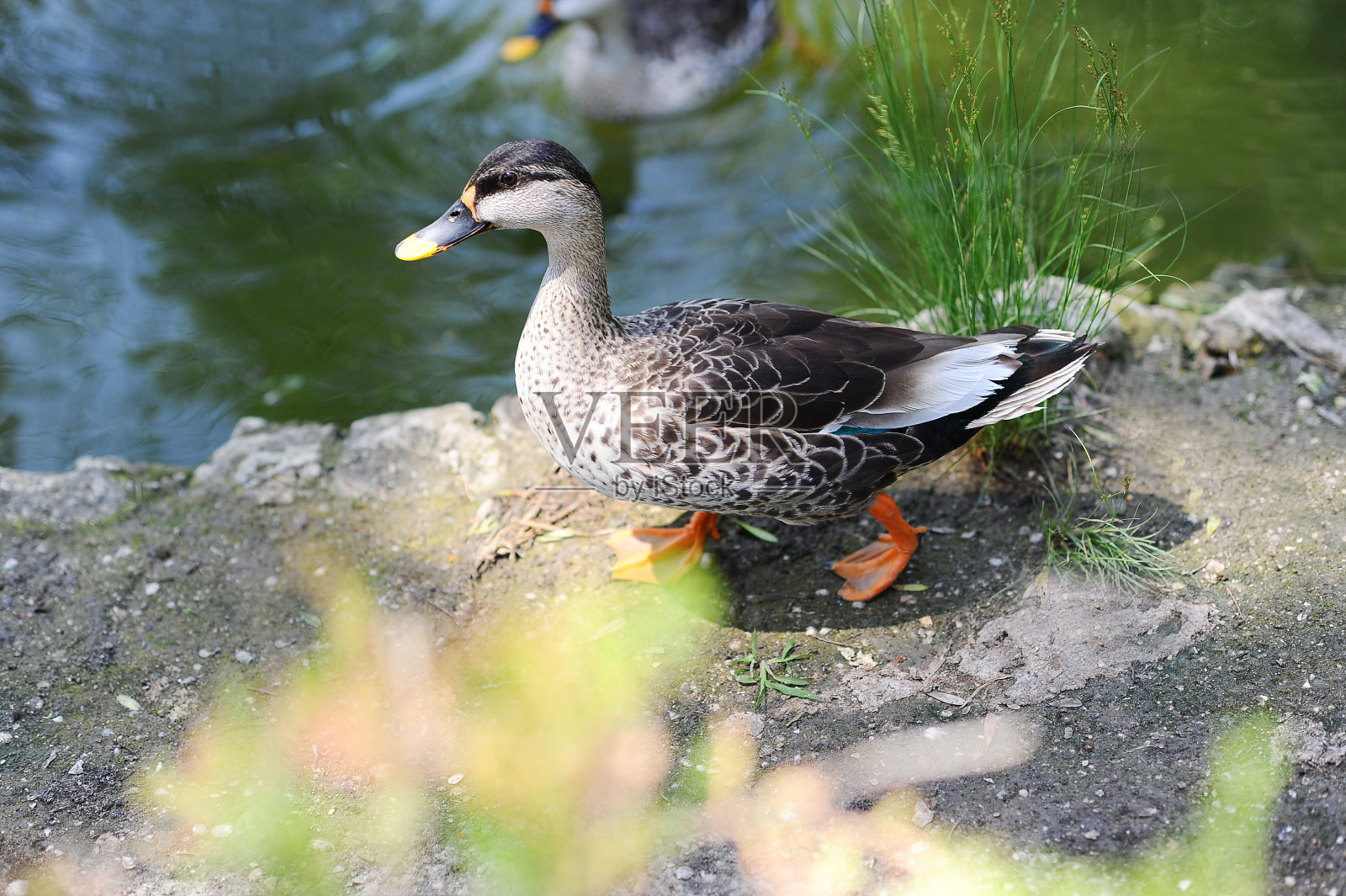 户外灰鸭照片摄影图片