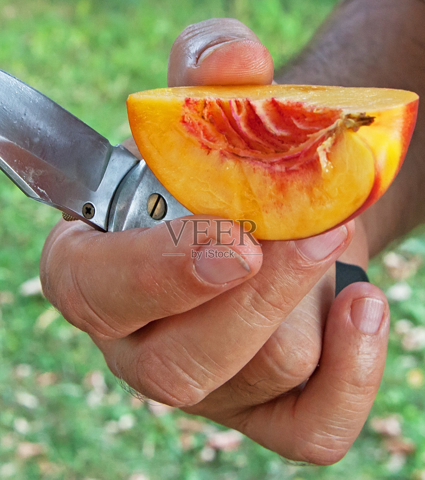 桃子照片摄影图片