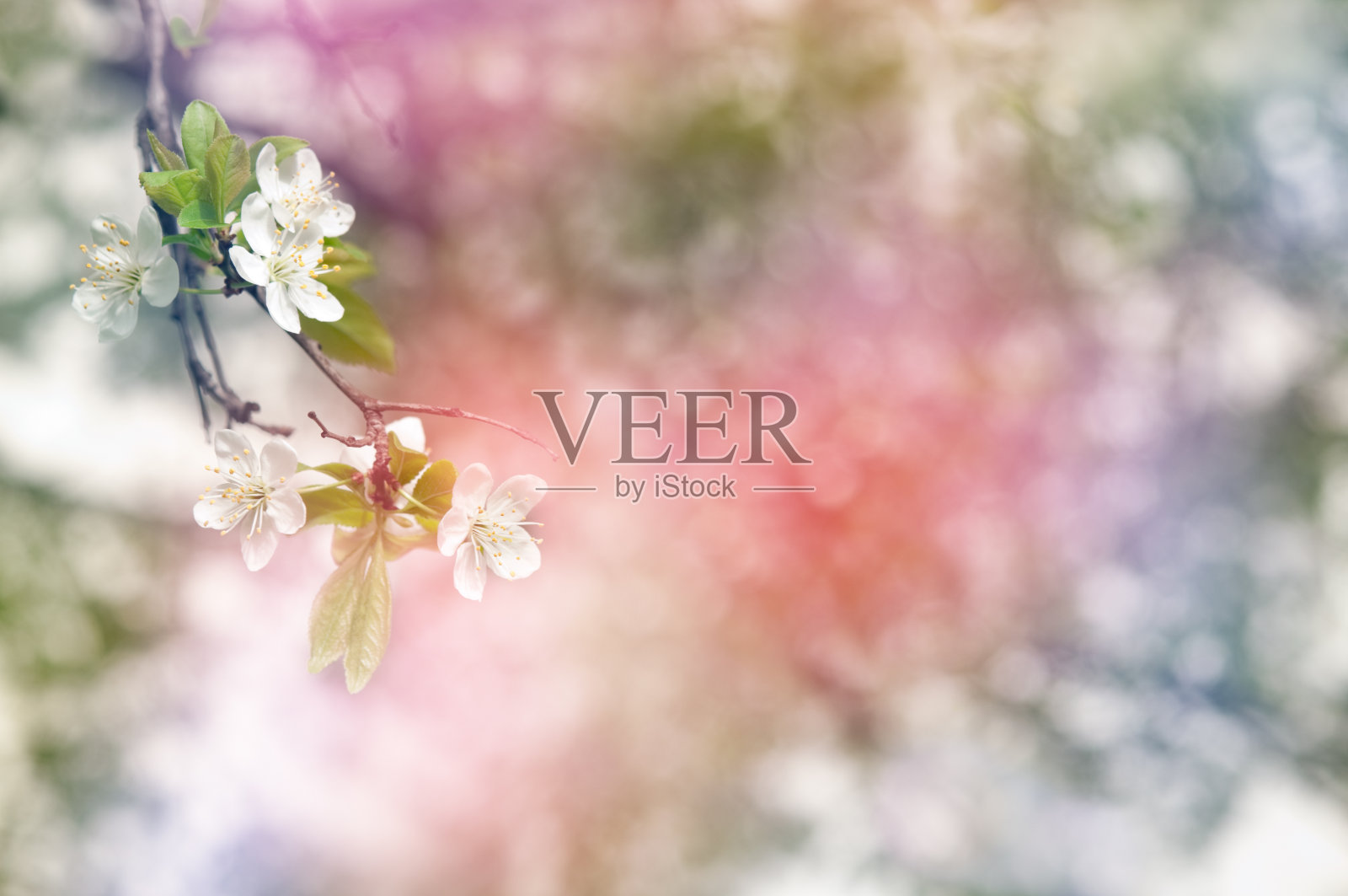 鲜花的背景照片摄影图片